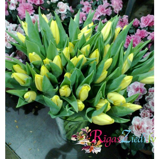 51 yellow tulip